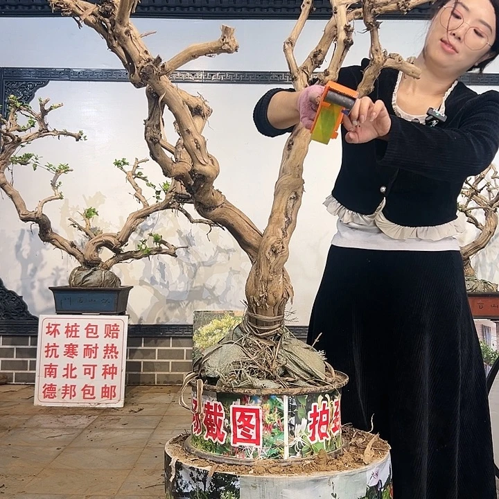 完全开放金银花8888