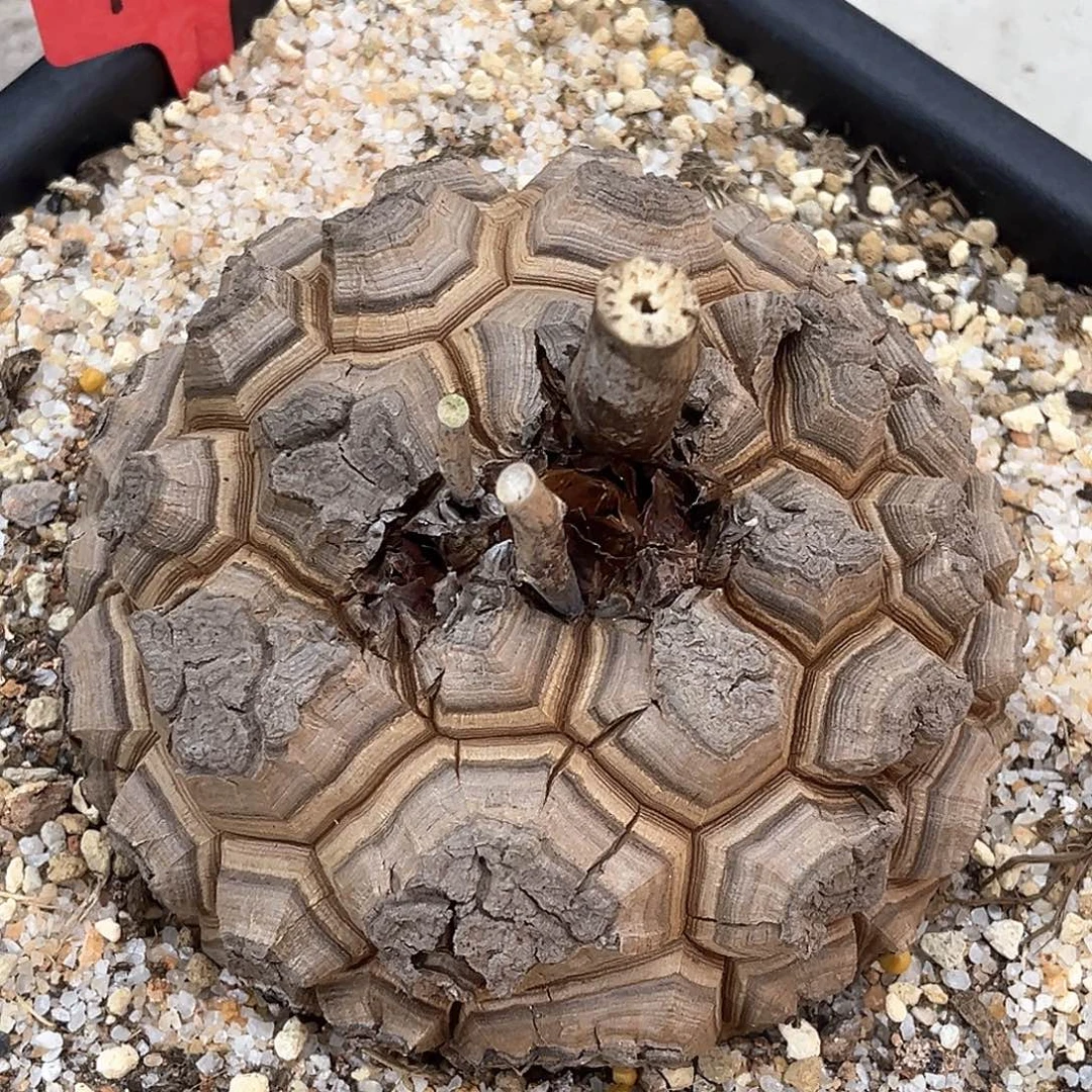 潮流植物精品足球南非龟，14.1公分