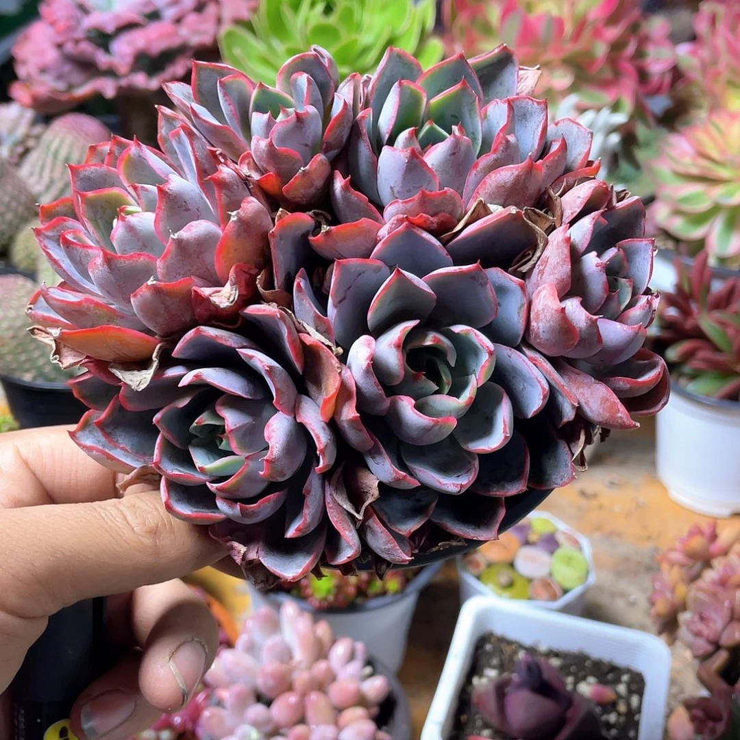 赫拉小群带盆发货