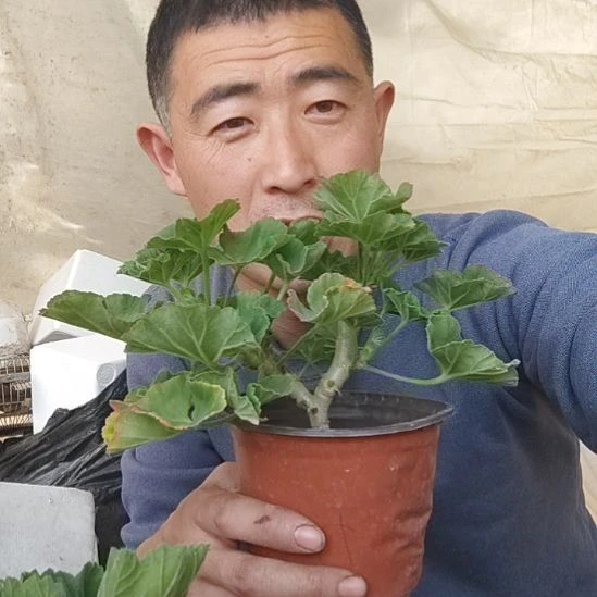 无花朵4盆，，，，，，，，