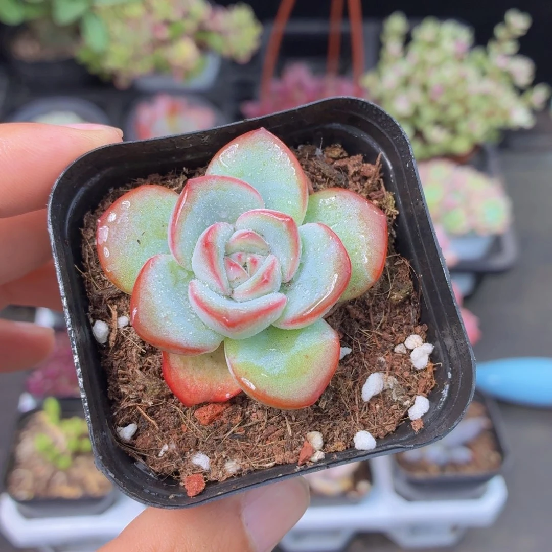 泡芙多肉9.9包邮发货