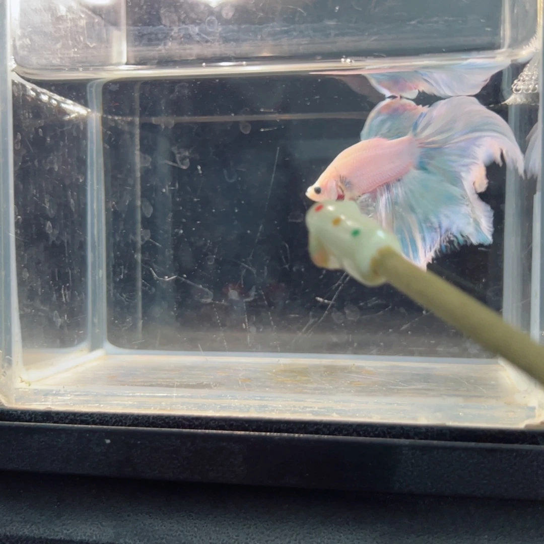 斗鱼浅色仙仙裙特殊尾