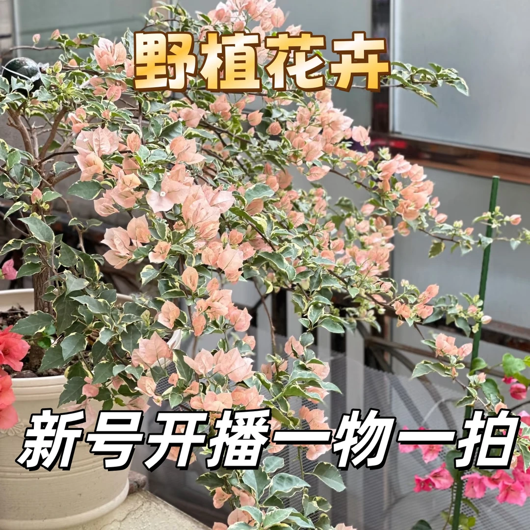 野植【双盆组合一物一拍】会掉花落叶会成光杆介意勿拍三角梅！