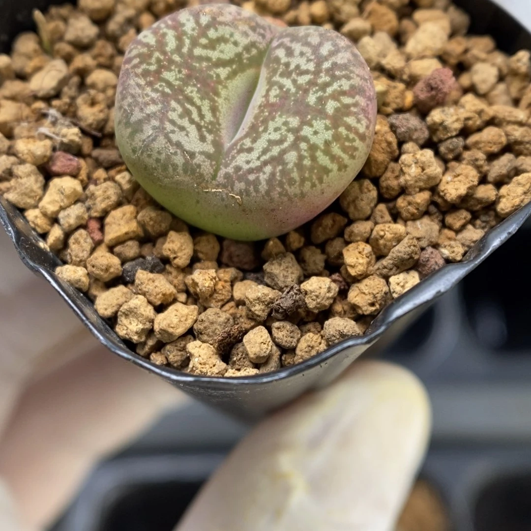 多肉植物肉锥杂交K-3229 安贞杂