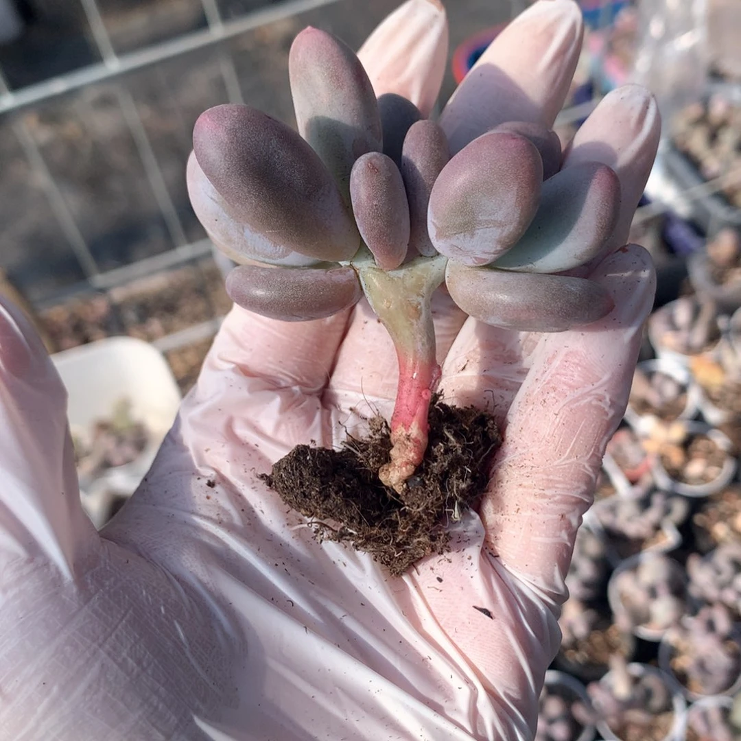 米可奶酪多肉小树￼