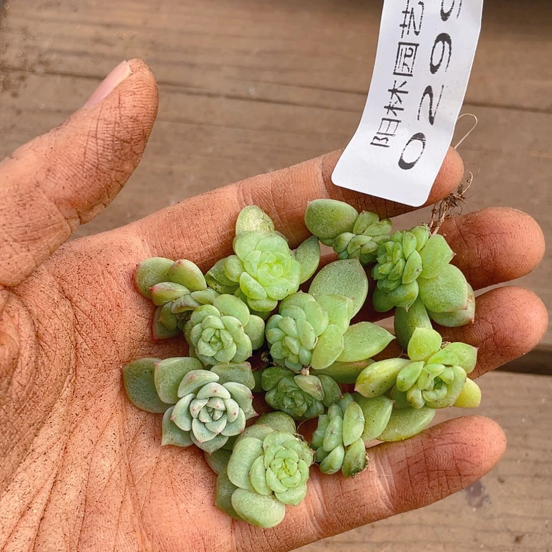 多肉植物多肉植物299