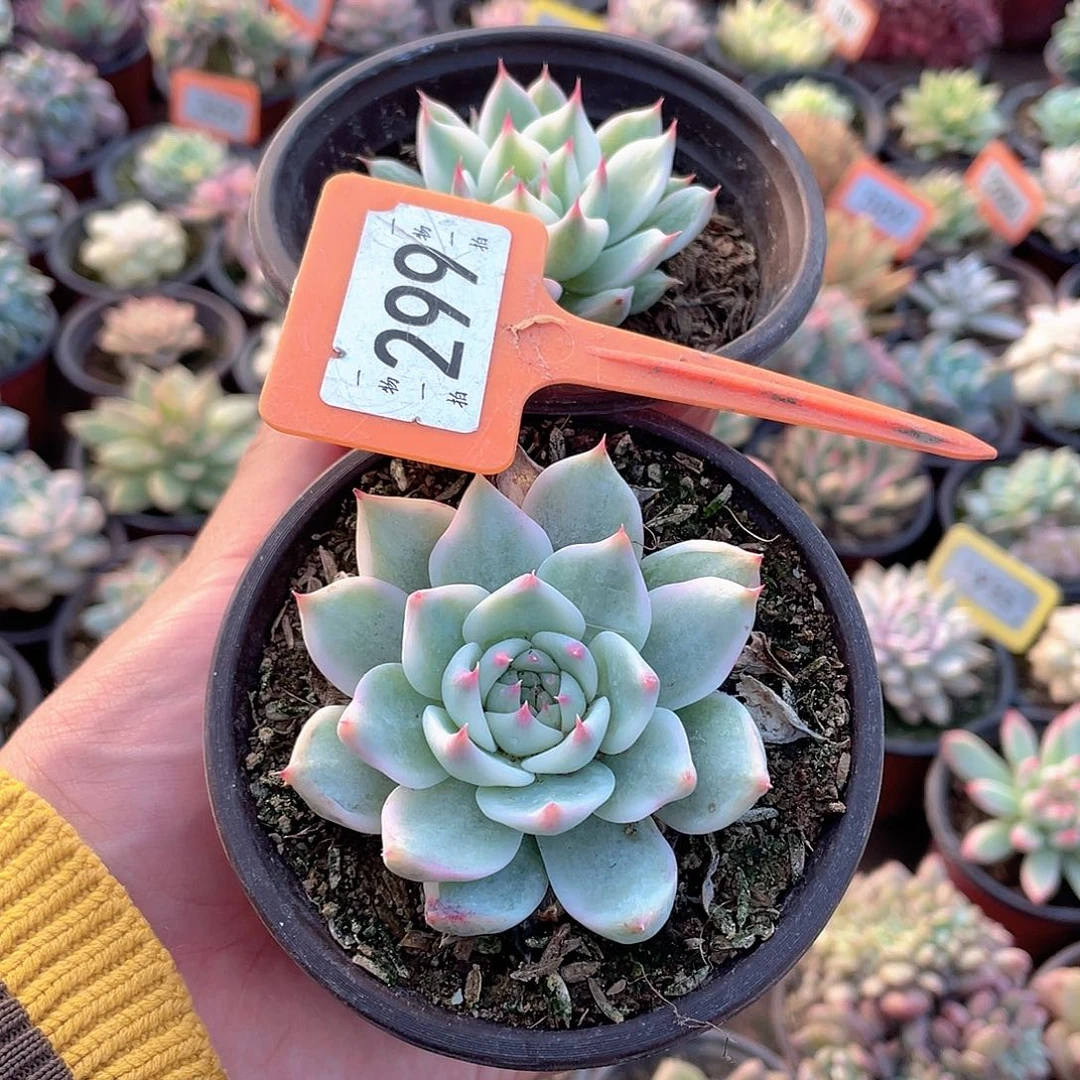 可***！299两个一组多肉植物