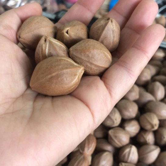 橄榄核手串/手链……2.1手捻……