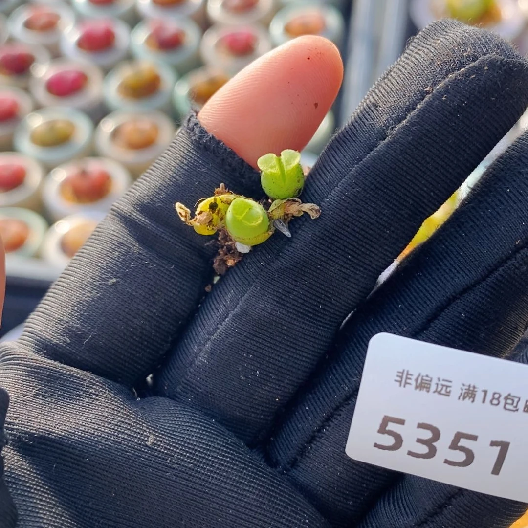 5351--一物一拍 奶瓶