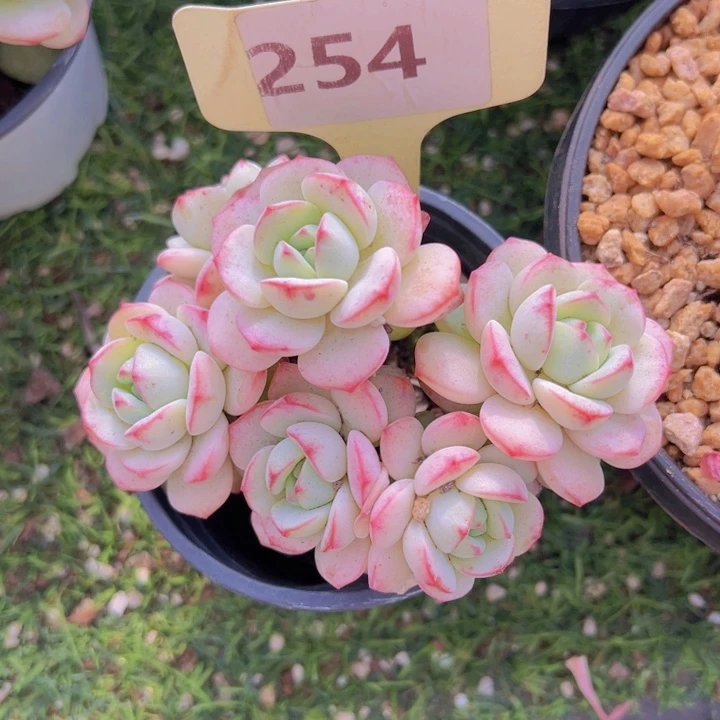 健健康康平平安安