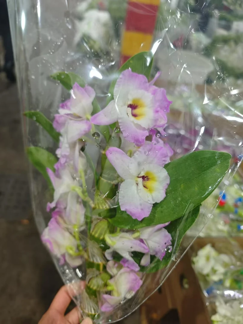 【石斛链接】云南产地直发 | 新鲜采摘