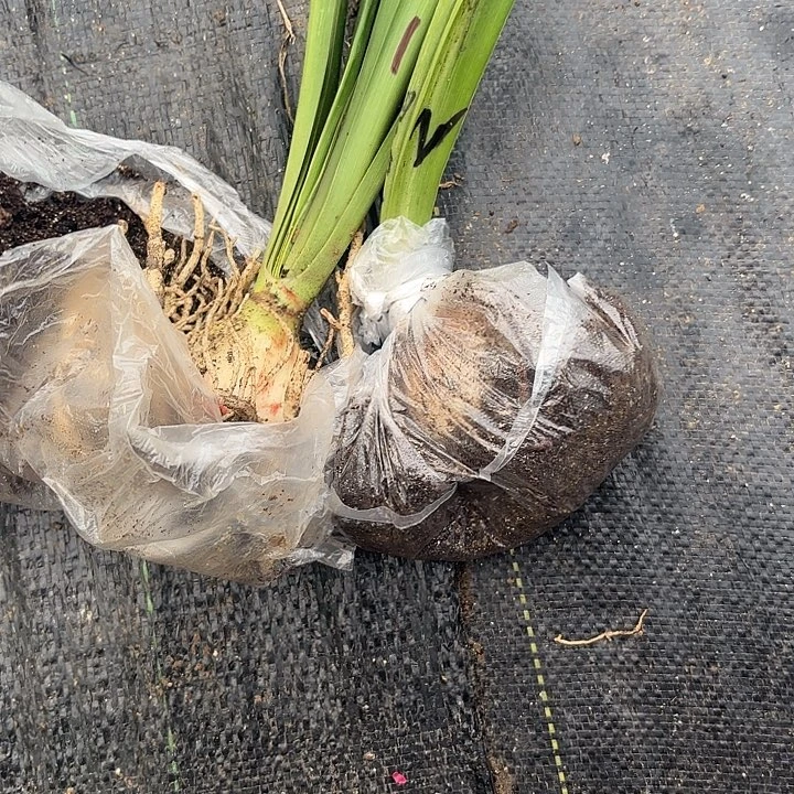 丝***现安吉拉5白鬼6左右包对版