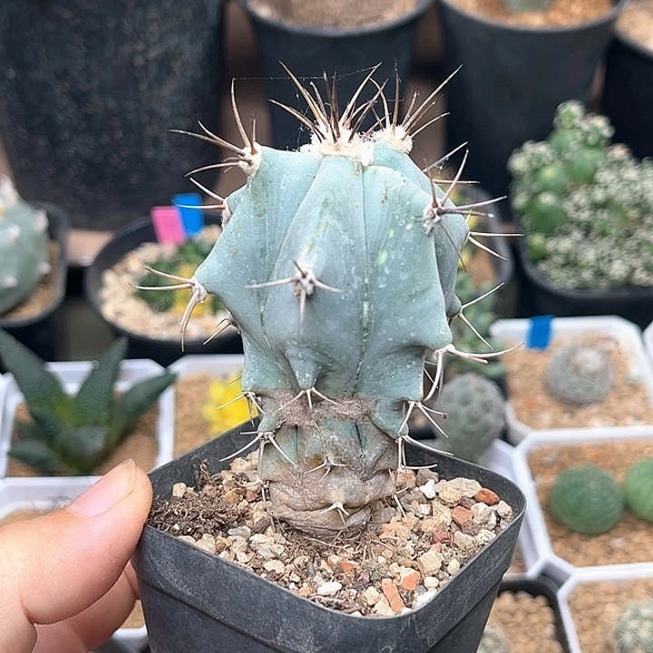 无花朵弁庆实生微瑕
