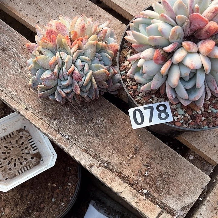 初*多肉植物一物一拍