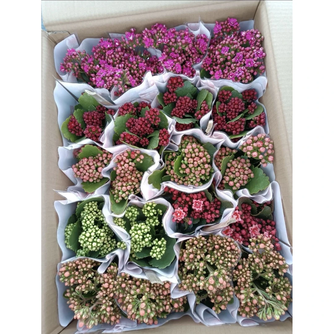 【新疆包邮】稀有品种长寿花盆栽植物室内净化空气提高空气质量