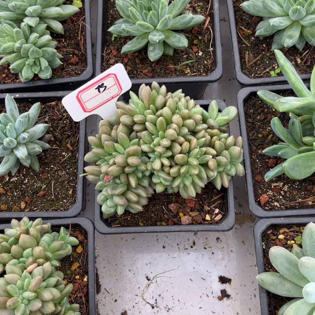 桃花源缀多肉植物75