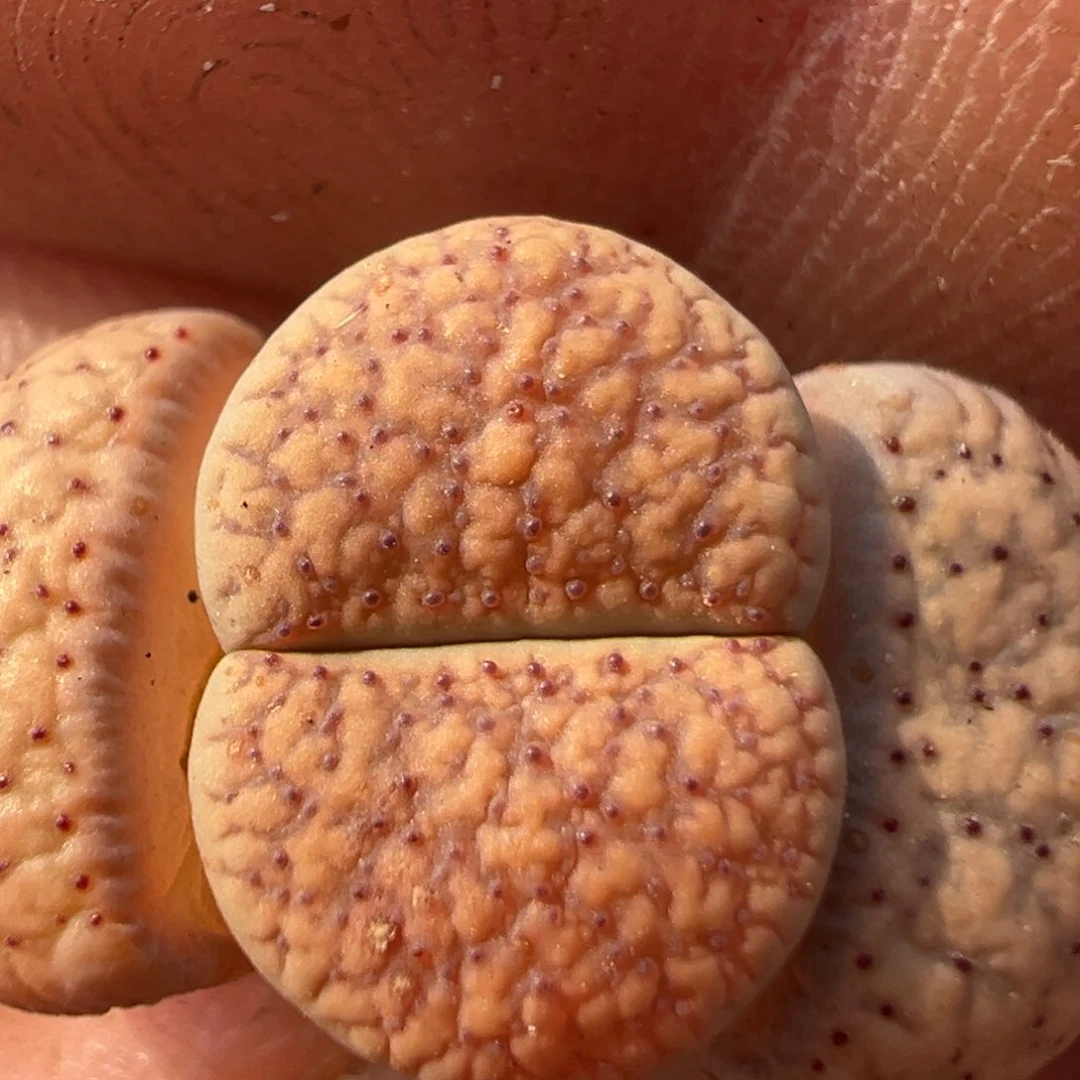 73多肉植物百科知识