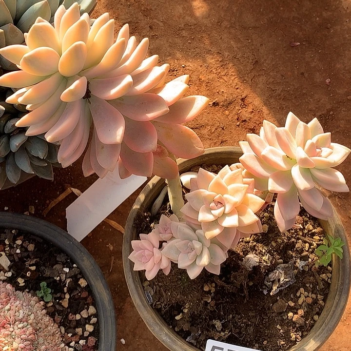 574淡雪锦一物一拍多肉