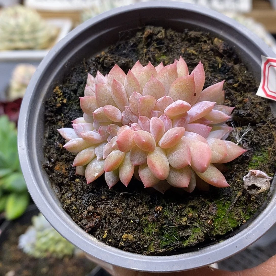 2741 小星影缀化