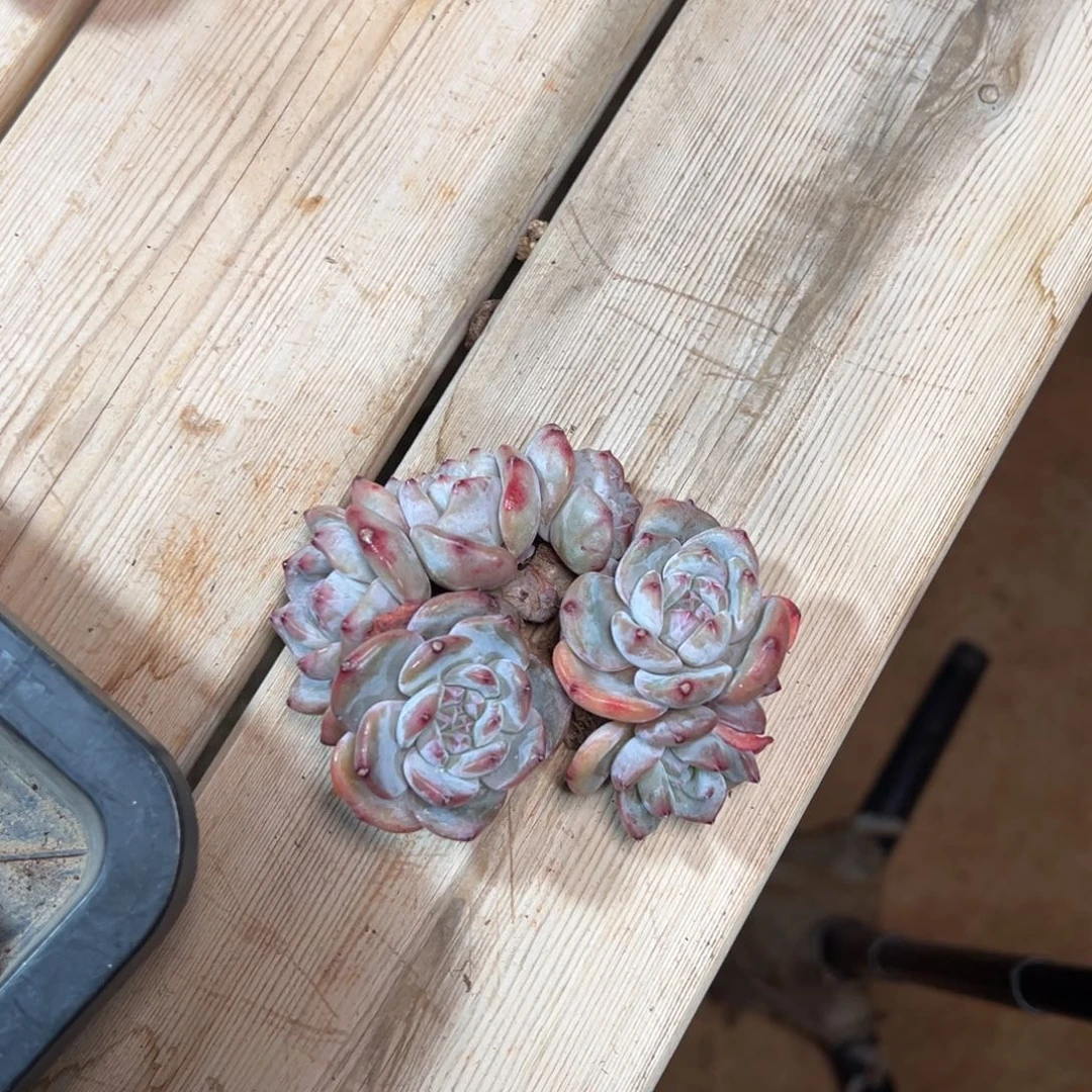 石榴紫哈哈哈哈哈哈哈