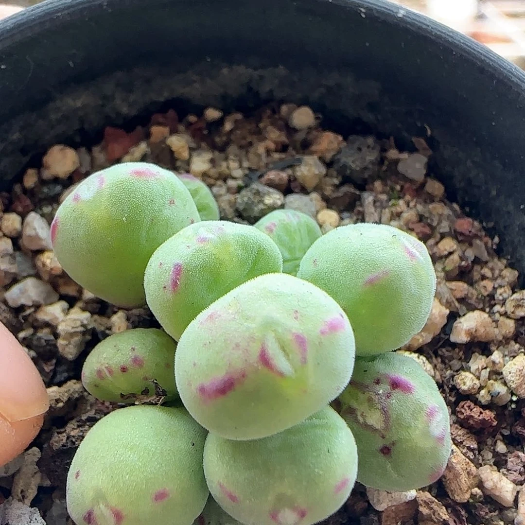 年后脱土发货23476