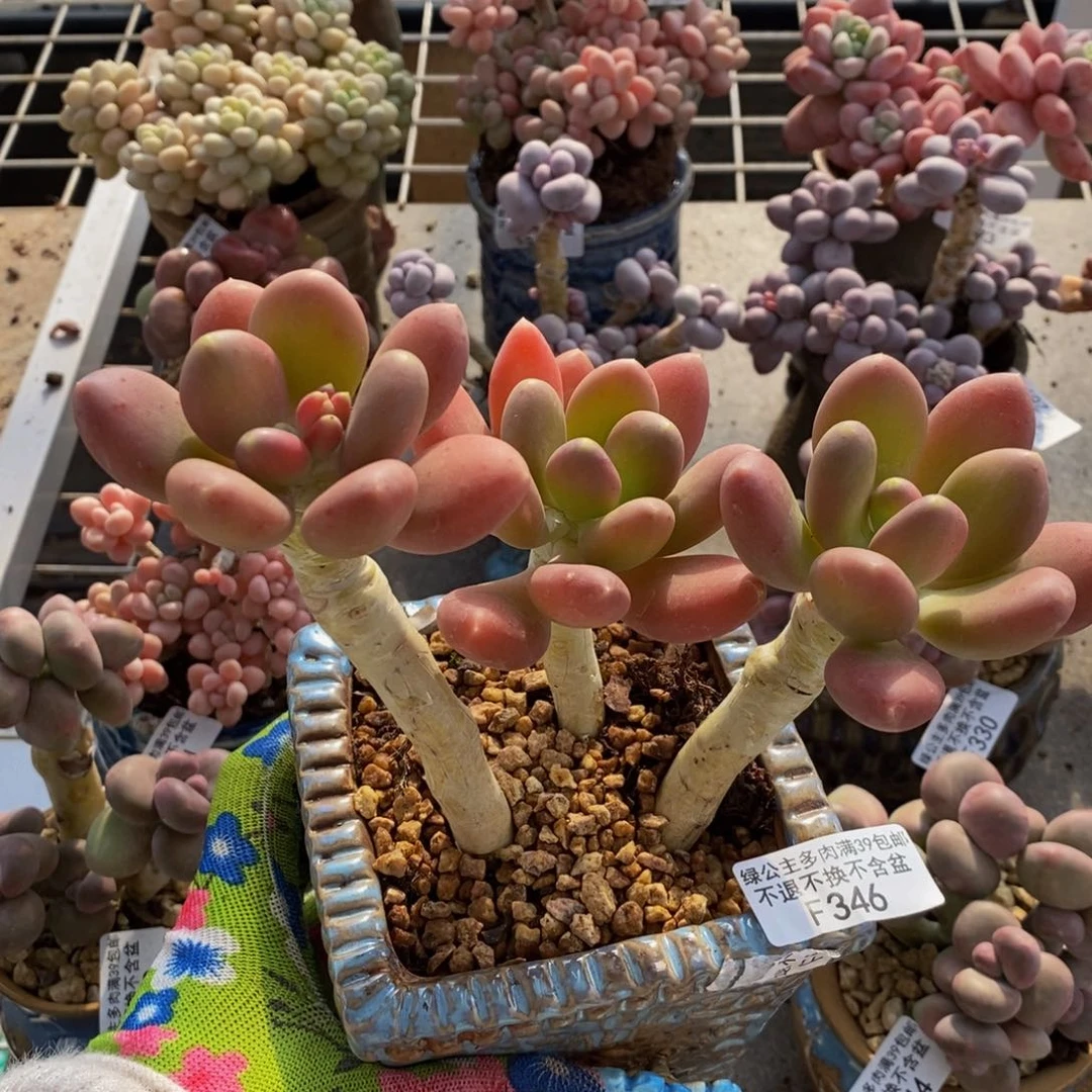 关****熊金蟾346/10c m多肉