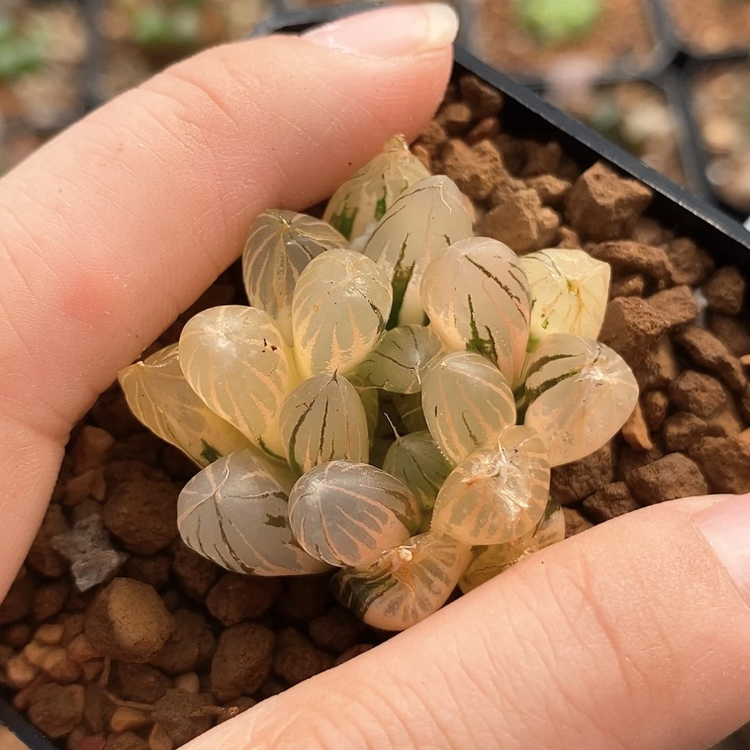 霓虹灯玉露锦一物一拍的