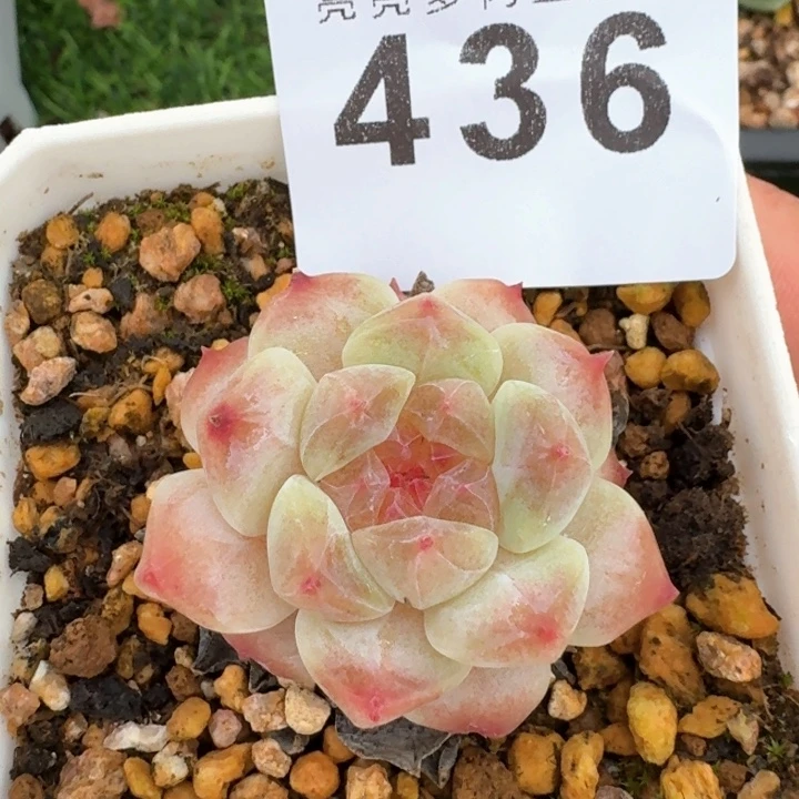 冰魄            多肉植物