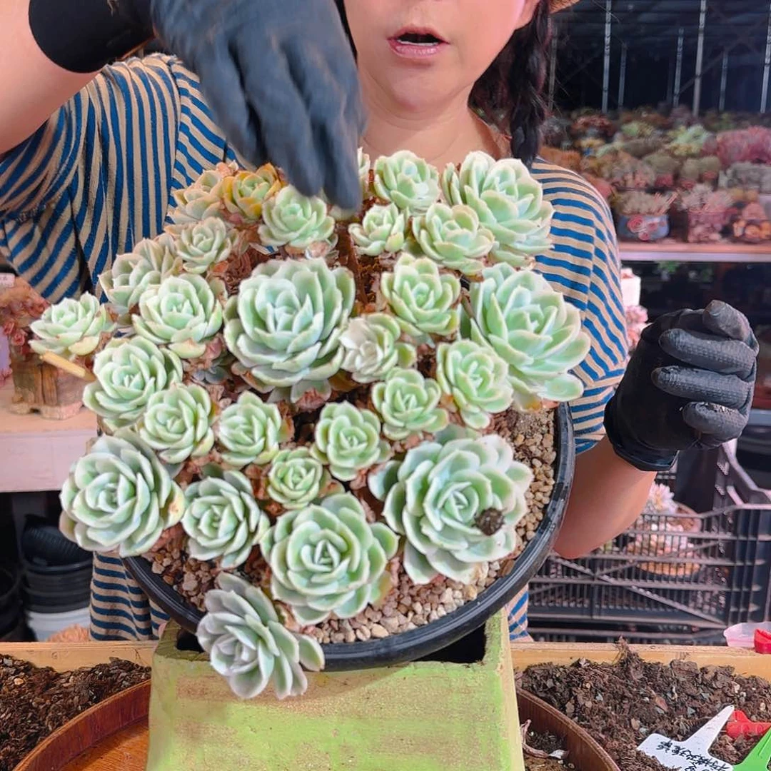 凉**…2751号柠檬玫瑰锦98    肉