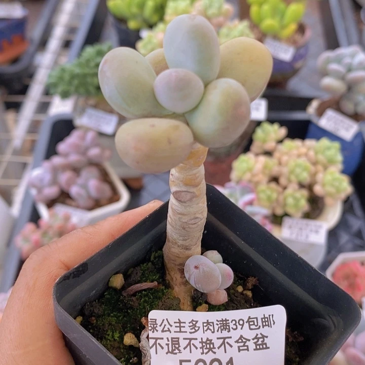 橙奶老桩221多肉植物