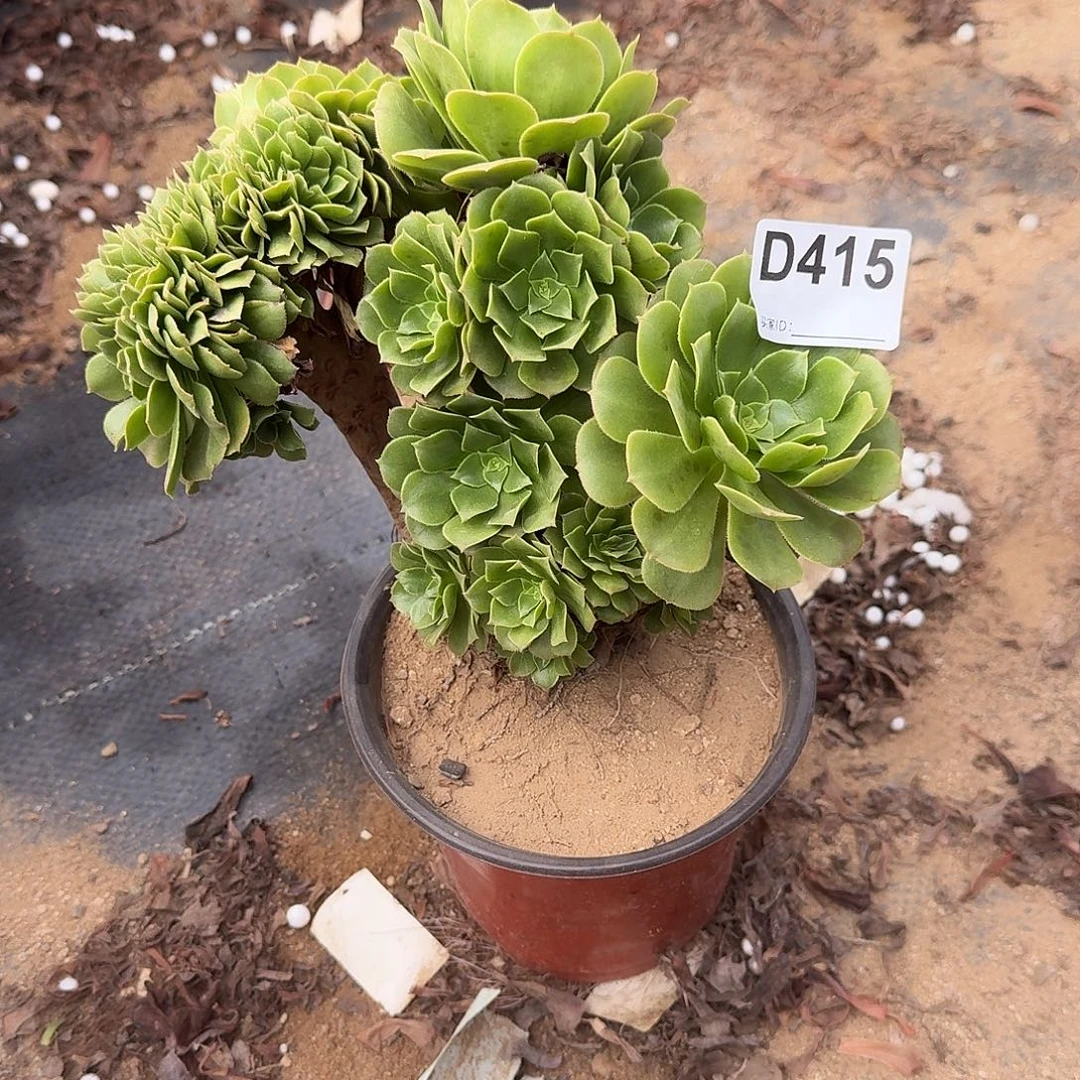 415绿缀朵朵一颗满28包邮