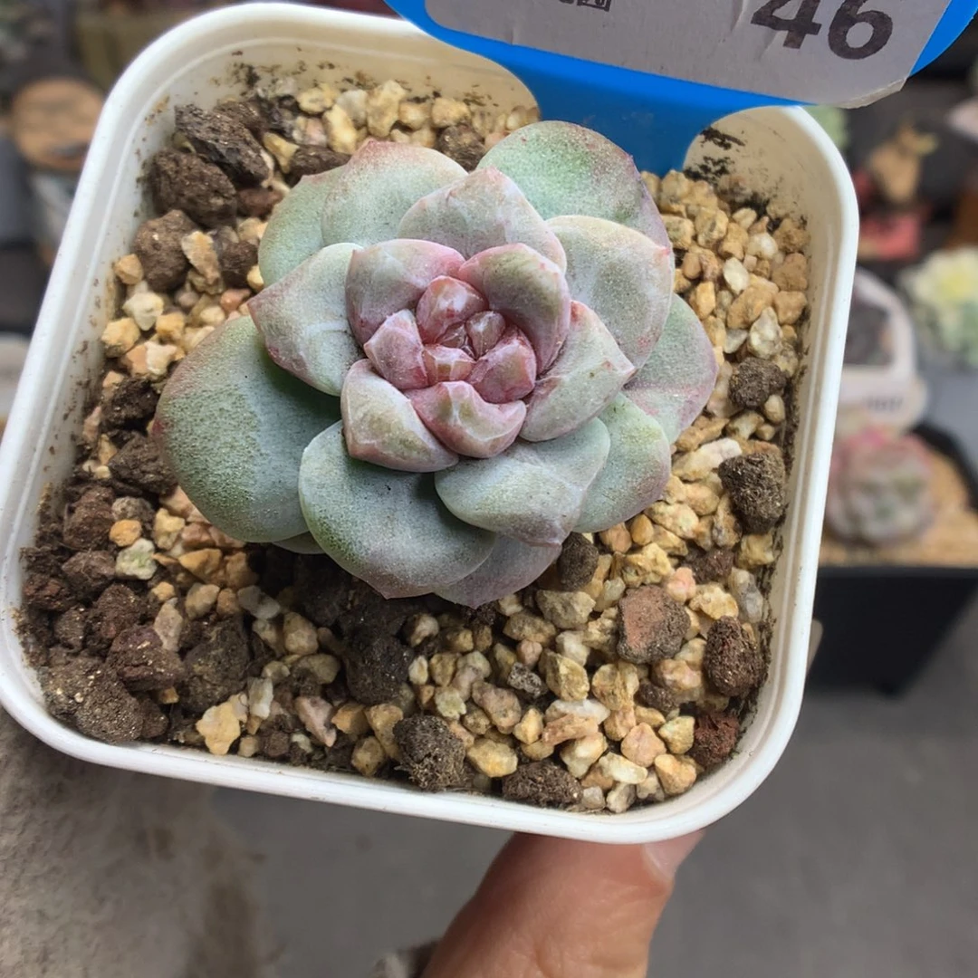 46冰玉石化多肉植物