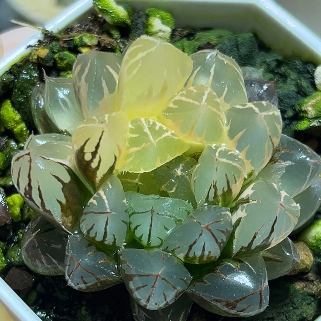 恭喜发财大吉大利807水晶杂