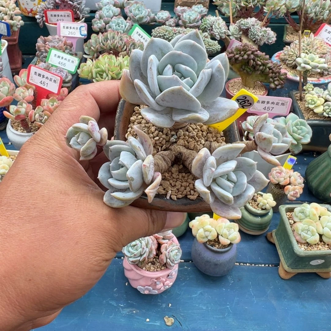 262雪特老桩多头无砍