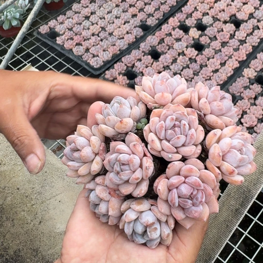 赠***深10颗小可爱，专拍链接