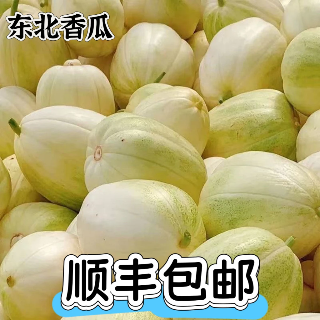 顺丰包邮东北白糖罐金妃香瓜新鲜现摘甜脆可口当季特产水果甜瓜