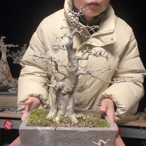 盆景蓝*对节白蜡盆景