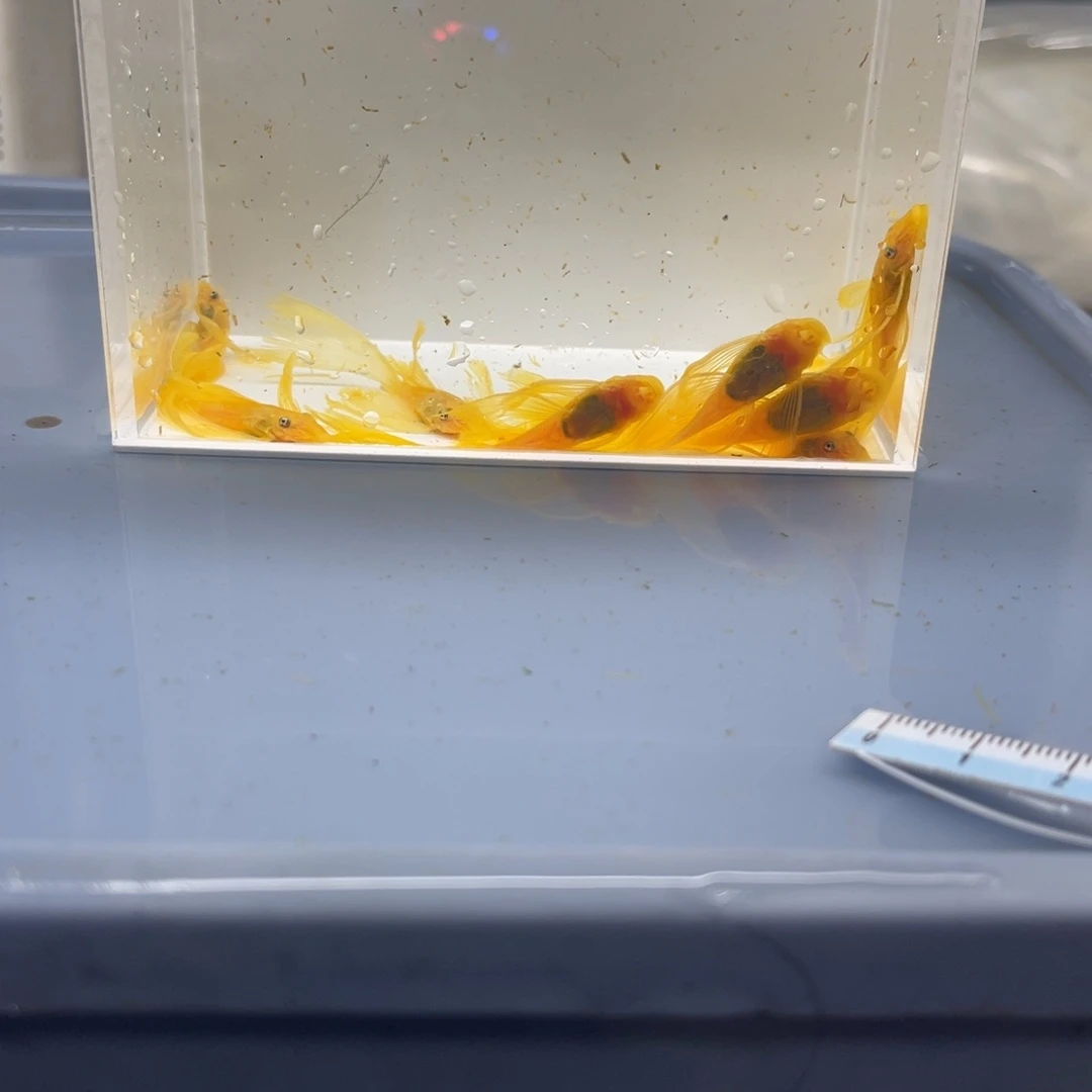 孔雀鱼大帆10条开箱视频报损
