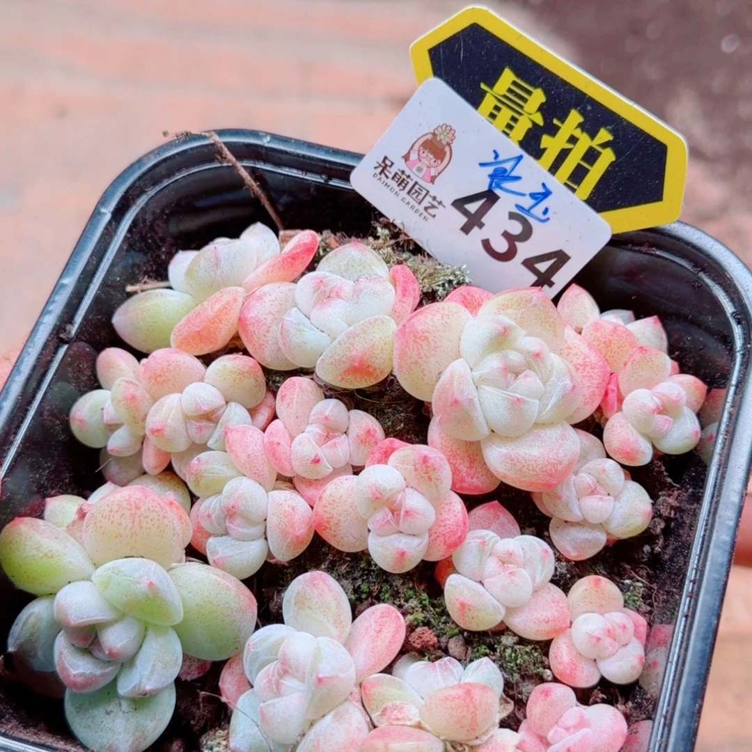 多肉植物多肉植物