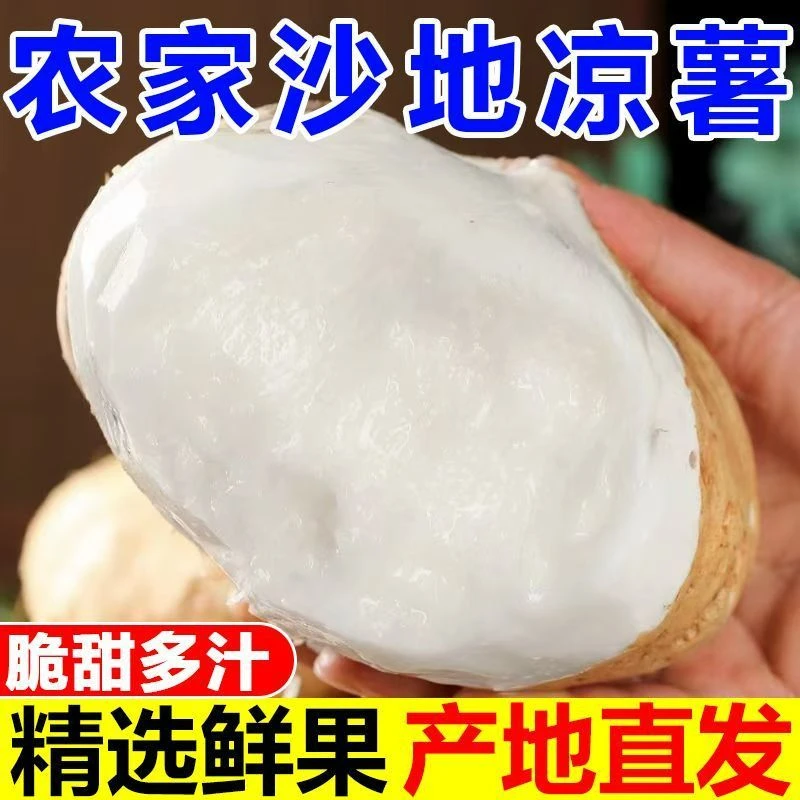 贵州沙地凉薯地萝卜白地瓜正宗露天种植现挖现发农家自种应季水果