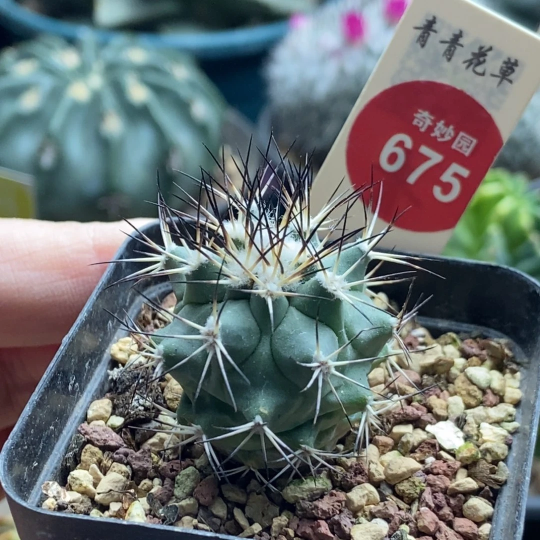 实生强刺黑枪玉2.8cm