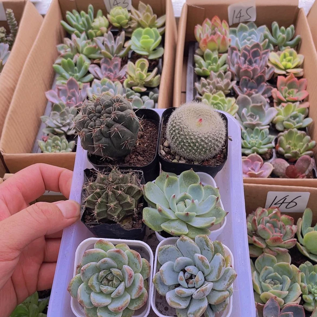 【闪购商品】6颗-4号约4厘米脱土发货