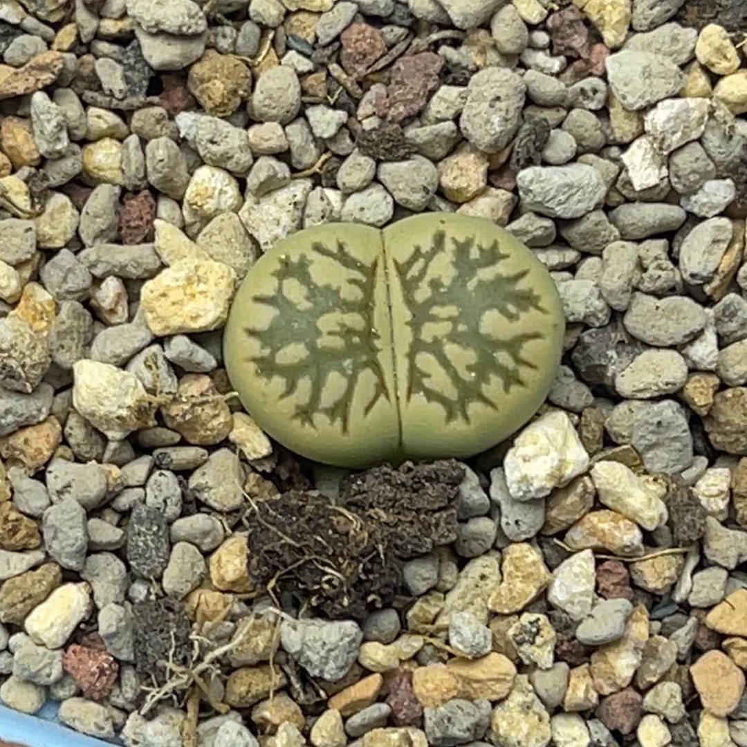 7178绿菊化石1脱土