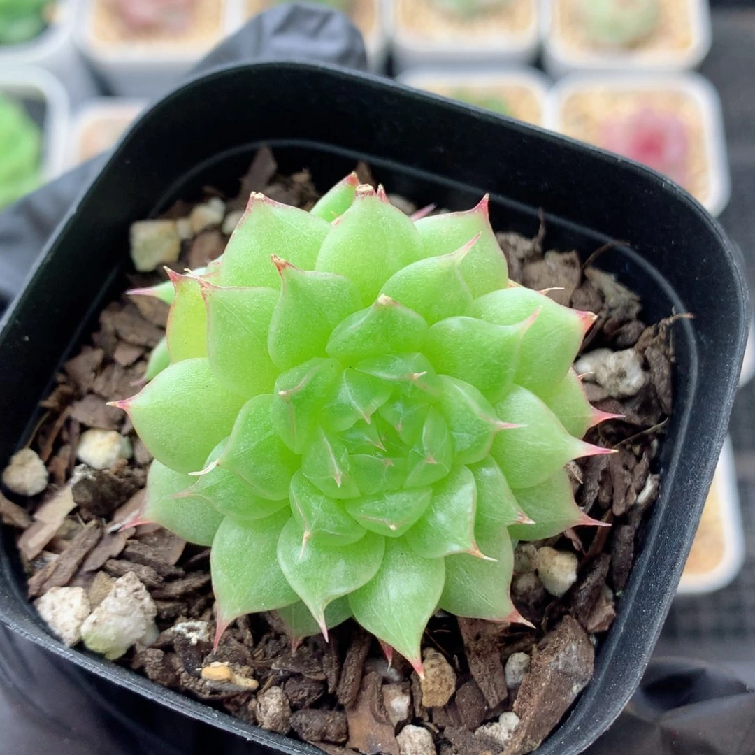 58包邮  群生不包整麦秆优选129