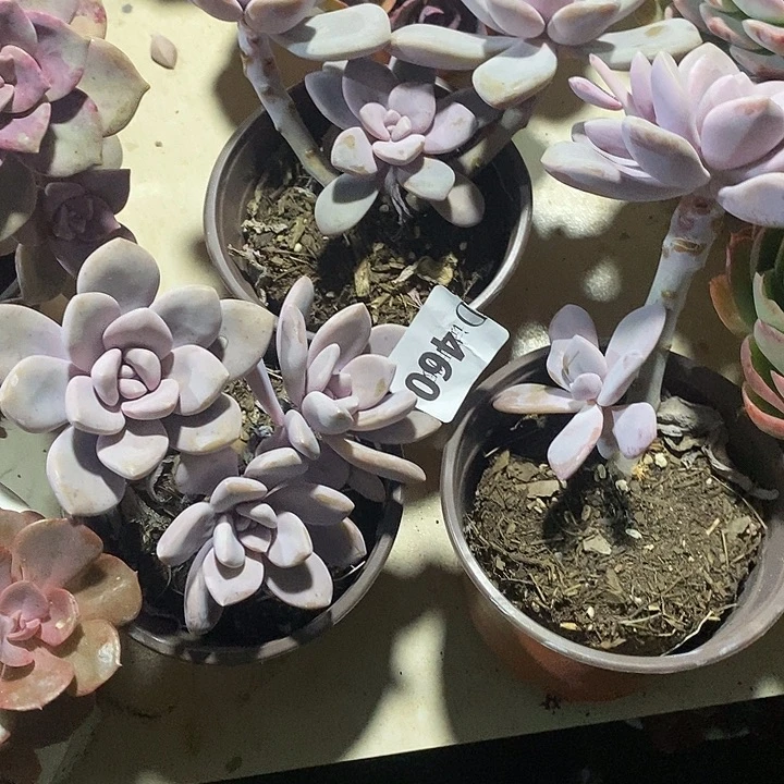 肉***肉460桃霜多肉植物2颗送一个