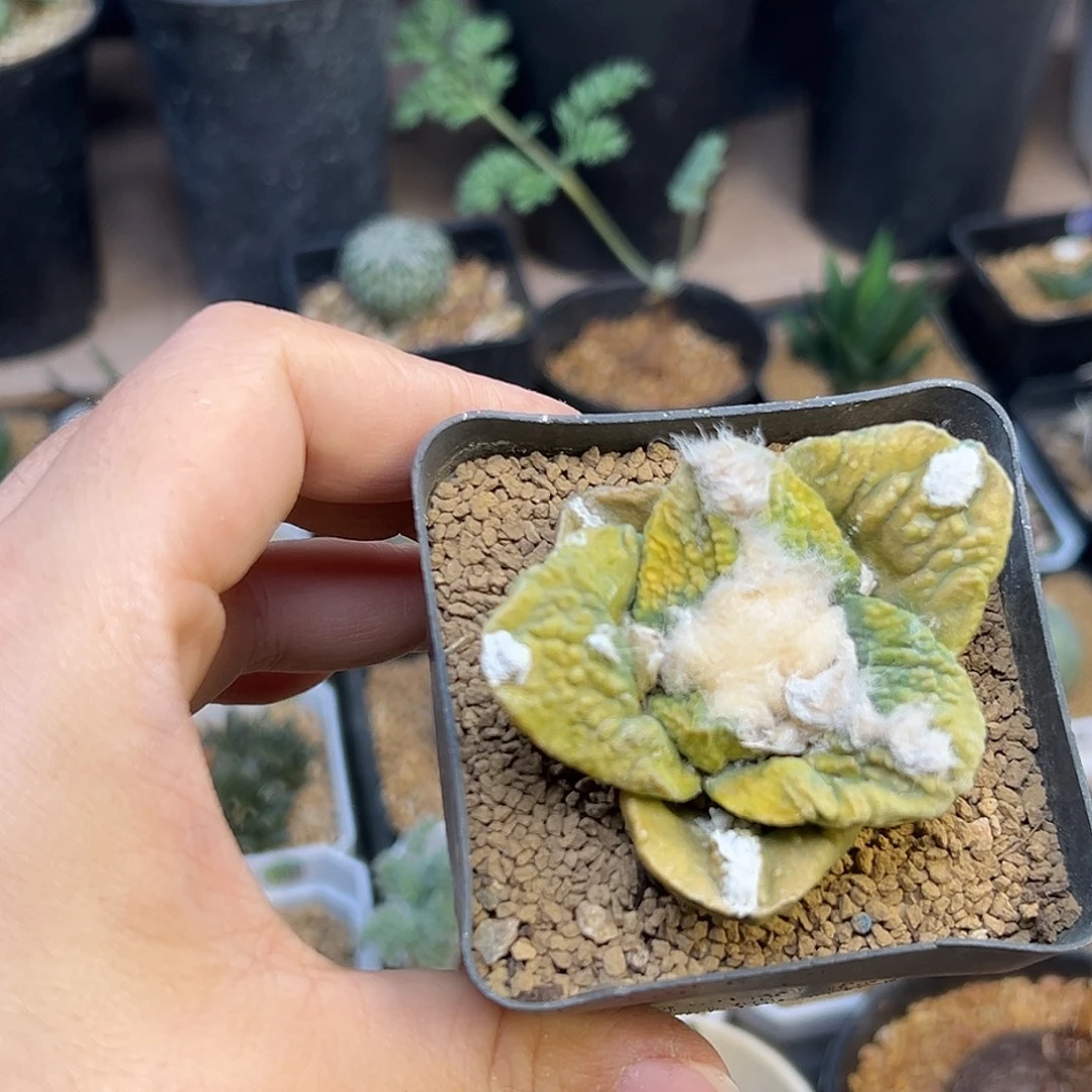 自根牡丹锦一颗一颗一颗