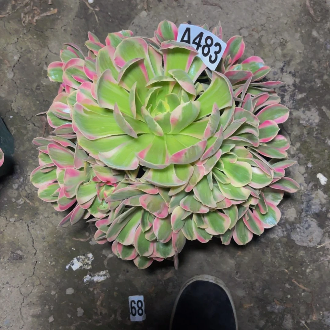 七彩石26/0包邮法师