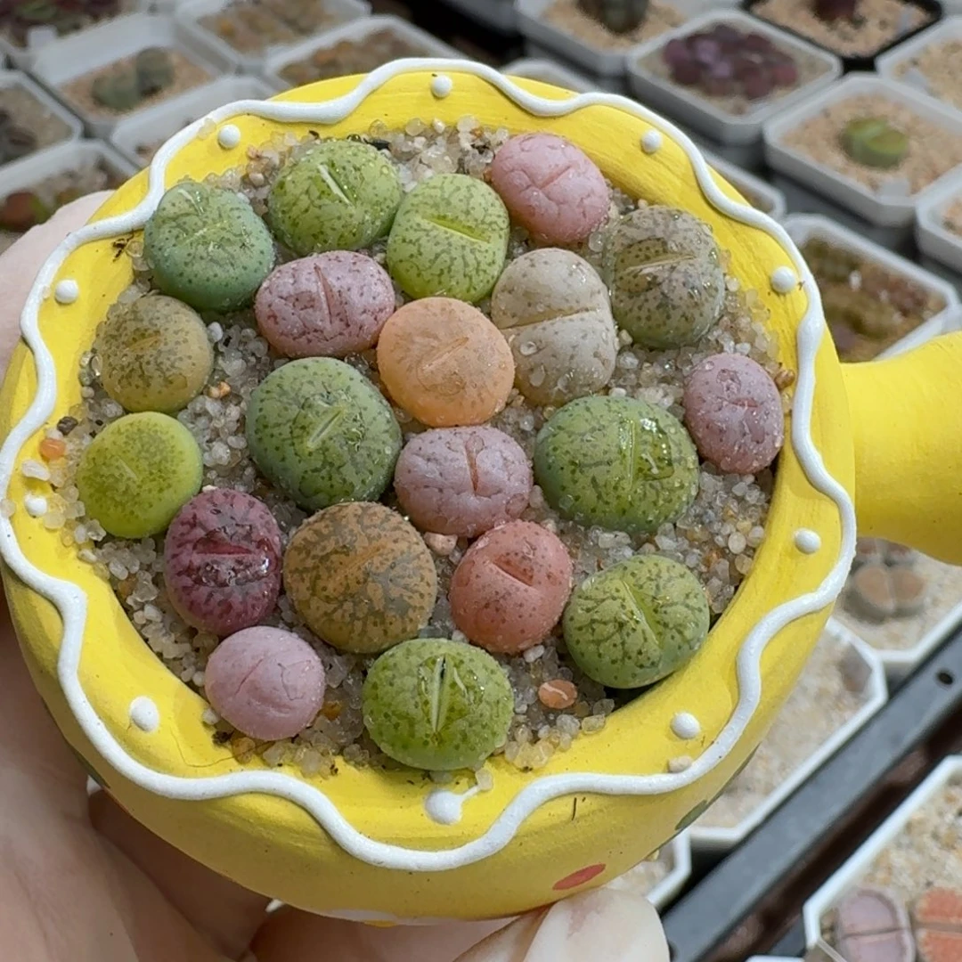 0922-009一箭之遥*咫尺之遥