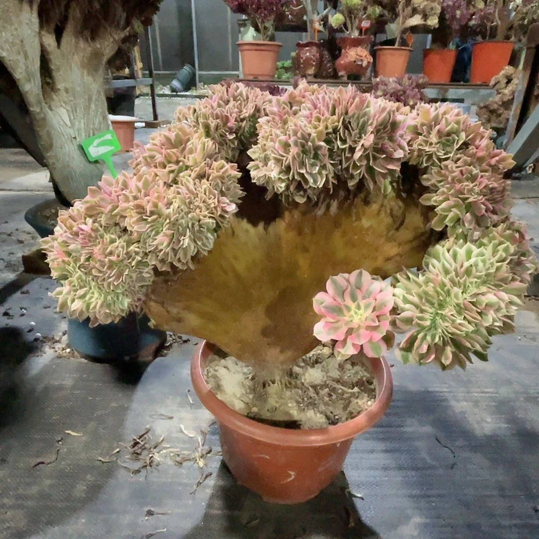 【闪购商品】无花朵粉女巫