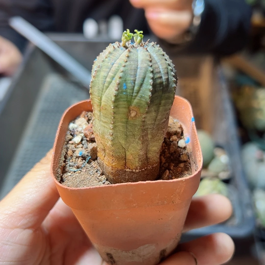 自根欧布3公分带盆